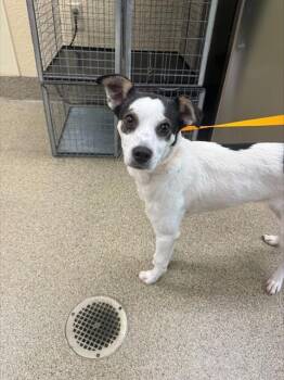 Terrier Dogs Available for Adoption in Fort Myers, Florida - RUBY | PetCurious