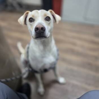 Rescue Labrador Retriever and Mixed Breed Dogs for Adoption in Incline Village, Nevada - Kenny | PetCurious