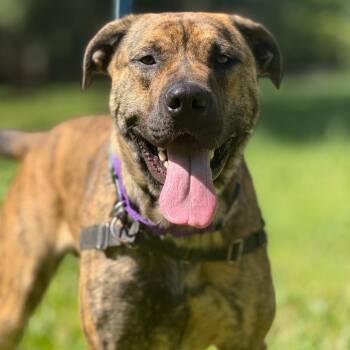 Mixed Breed Dogs Available for Adoption in Sonoma, California - Ragnar | PetCurious
