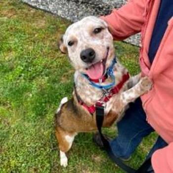 Cattle Dog Dogs Available for Adoption in Dover, New Hampshire - Cindy | PetCurious