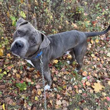 Rescue American Staffordshire Terrier Dogs for Adoption in Phoenixville, Pennsylvania - Hamilton | PetCurious