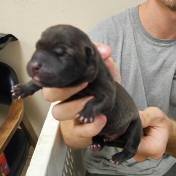 1_2_3_4 -  Mixed Breed Dog for Adoption in Lake Panasoffkee, Florida - 1_2_3_4 | PetCurious