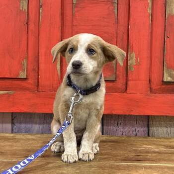 Australian Cattle Dog Blue Heeler and Mixed Breed Dogs Available for Adoption in Midland, Texas - FWT Lolita | PetCurious