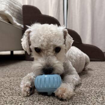 Toby -  Poodle and Miniature Schnauzer Dog for Adoption in Villa Park, California - Toby | PetCurious
