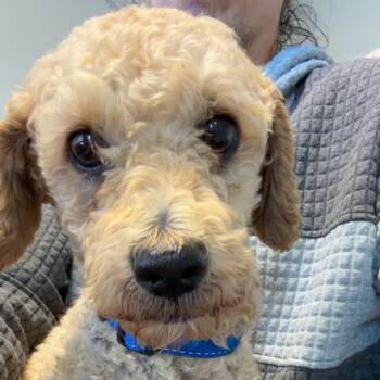 Ziggy -  Poodle Dog for Adoption in Blair, Wisconsin - Ziggy | PetCurious
