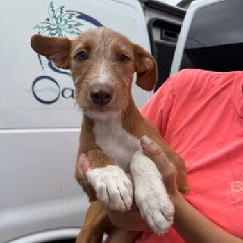 Princess Bubblegum -  Wirehaired Terrier Dog for Adoption in Wahiawa, Hawaii - Princess Bubblegum | PetCurious
