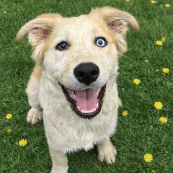 CT Daisy -  Australian Shepherd and Mixed Breed Dog for Adoption in Eastford, Connecticut - CT Daisy | PetCurious