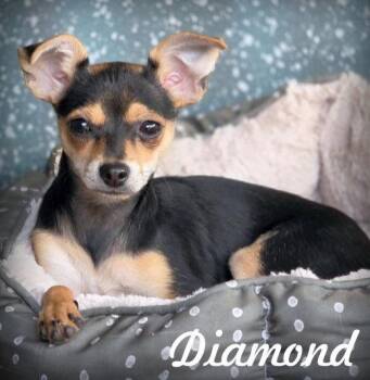 Diamond -  Miniature Pinscher and Dachshund Dog for Adoption in Anaheim, California - Diamond | PetCurious
