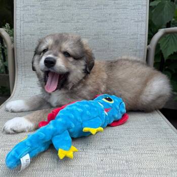 Croissant -  Australian Shepherd and Anatolian Shepherd Dog for Adoption in Minneapolis, Minnesota - Croissant | PetCurious