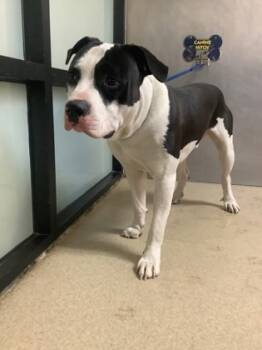 Rescue Pit Bull Terrier and Mixed Breed Dogs for Adoption in Fort Worth, Texas - 59764923 | PetCurious