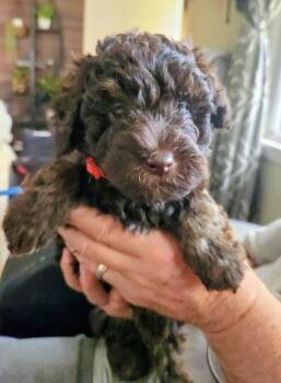 Hershey -  Aussiedoodle Dog for Adoption in Twin Lakes, Wisconsin - Hershey | PetCurious