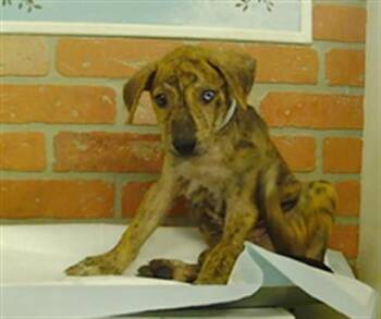 A2091526 -  Siberian Husky and Mixed Breed Dog for Adoption in Houston, Texas - A2091526 | PetCurious