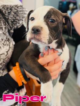 Piper -  Pit Bull Terrier Dog for Adoption in Rock Hill, New York - Piper | PetCurious