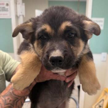 Shepherd Dogs Available for Adoption in Los Angeles, California - Chandler | PetCurious