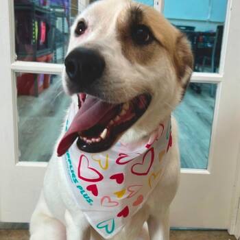 Rescue Great Pyrenees Dogs for Adoption in Johnson City, Tennessee - Poppy | PetCurious