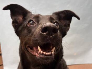 Nina -  Cattle Dog and Labrador Retriever Dog for Adoption in Woodbury, Minnesota - Nina | PetCurious