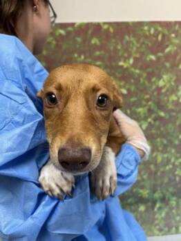 Graffiti -  Labrador Retriever and Mixed Breed Dog for Adoption in San Antonio, Texas - Graffiti | PetCurious