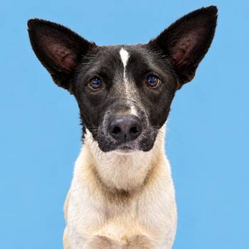 Peggy -  Cattle Dog and Mixed Breed Dog for Adoption in Concord, North Carolina - Peggy | PetCurious