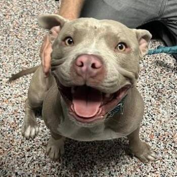 Mixed Breed and Pit Bull Terrier Dogs Available for Adoption in Salt Lake City, Utah - Nitro | PetCurious