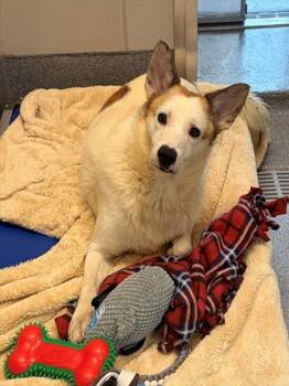 PEGASUS -  Australian Shepherd Dog for Adoption in Leesburg, Virginia - PEGASUS | PetCurious