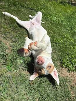 Rhoads -  Great Dane and Pit Bull Terrier Dog for Adoption in Malvern, Pennsylvania - Rhoads | PetCurious