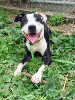Acton -  Pit Bull Terrier Dog for Adoption in Chicago, Illinois - Acton | PetCurious