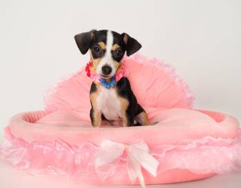 Miso -  Terrier and Chihuahua Dog for Adoption in Phoenix, Arizona - Miso | PetCurious