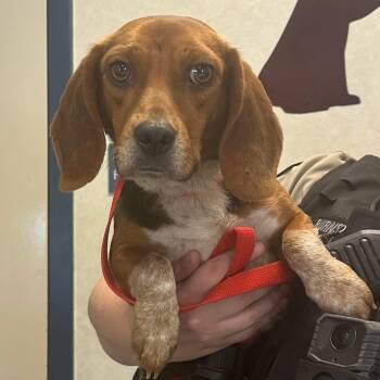 Madison -  Beagle Dog for Adoption in Williamsburg, Virginia - Madison | PetCurious
