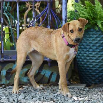 Labrador Retriever Dogs Available for Adoption in Wake Forest, North Carolina - Yuli | PetCurious