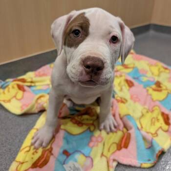 Little Gerald -  Pit Bull Terrier Dog for Adoption in New Castle, Delaware - Little Gerald | PetCurious