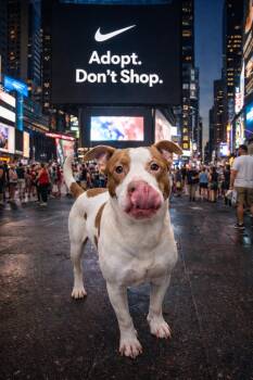 American Staffordshire Terrier Dogs Available for Adoption - Muriel | PetCurious