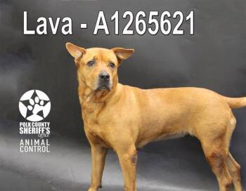 Labrador Retriever and Mixed Breed Dogs Available for Adoption in Winter Haven, Florida - LAVA | PetCurious