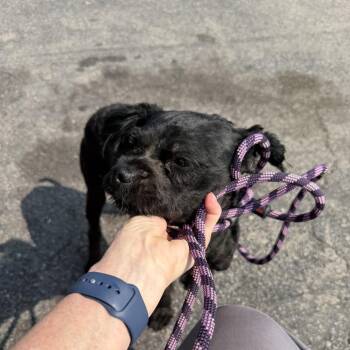 Huey -  Mixed Breed Dog for Adoption in Skokie, Illinois - Huey | PetCurious