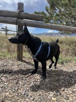 Frank -  Corgi and Australian Cattle Dog Blue Heeler Dog for Adoption in Fort Collins, Colorado - Frank | PetCurious