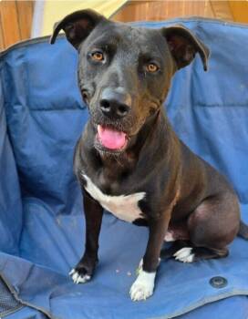 Rescue Pit Bull Terrier and German Shepherd Dog Dogs for Adoption in Alma, Wisconsin - Huxley | PetCurious