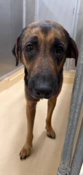 Max -  German Shepherd Dog Dog for Adoption in Burgaw, North Carolina - Max | PetCurious