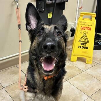 Deborah (winnie Mcas) -  German Shepherd Dog Dog for Adoption in Troutdale, Oregon - Deborah (winnie Mcas) | PetCurious