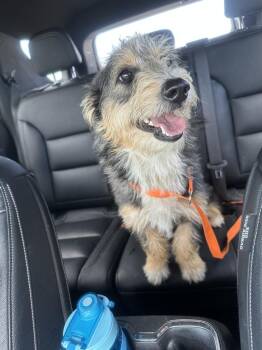 Poodle Dogs Available for Adoption in Shawnee, Oklahoma - Boots | PetCurious