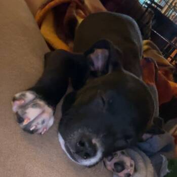 Rescue Pit Bull Terrier Dogs for Adoption in Chandler, Arizona - Minie | PetCurious