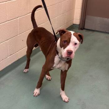 Pizza -  Mixed Breed Dog for Adoption in Memphis, Tennessee - Pizza | PetCurious