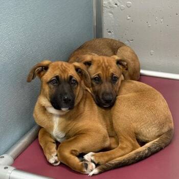 German Shepherd Dog and Boxer Dogs Available for Adoption - Large Breed Puppies!! | PetCurious