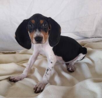 Walter -  Beagle Dog for Adoption in Lexington, Kentucky - Walter | PetCurious