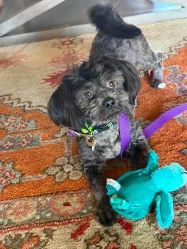 Toaster -  Lhasa Apso Dog for Adoption in Phoenix, Arizona - Toaster | PetCurious