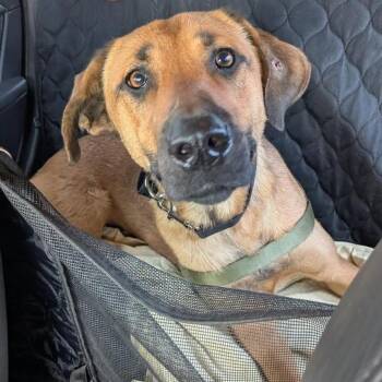 Biscotta -  Hound and Mixed Breed Dog for Adoption - Biscotta | PetCurious
