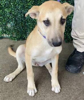 61737169 -  Shepherd and Mixed Breed Dog for Adoption in El Paso, Texas - 61737169 | PetCurious