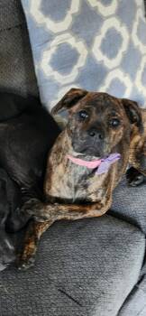 Ginger (Gingy) -  Pug and Boxer Dog for Adoption in Midland, Michigan - Ginger (Gingy) | PetCurious