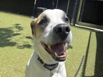 OMAR -  Saint Bernard and Mixed Breed Dog for Adoption in Omaha, Nebraska - OMAR | PetCurious