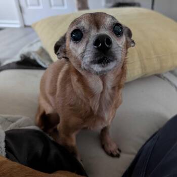 Rescue Chihuahua and Mixed Breed Dogs for Adoption in Greensboro, North Carolina - Prissy | PetCurious