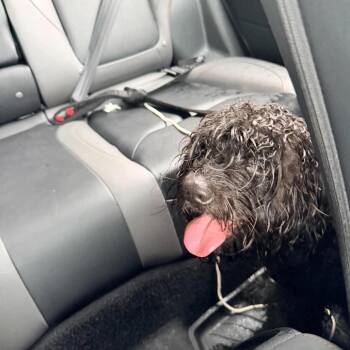 Flip Flop -  Cocker Spaniel and Poodle Dog for Adoption in Fredericksburg, Virginia - Flip Flop | PetCurious