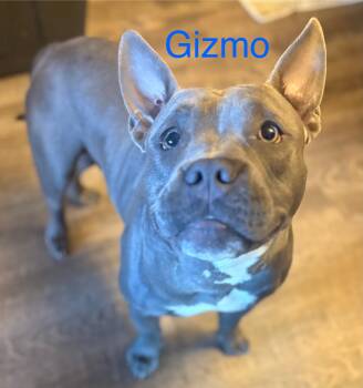 Rescue French Bulldog Dogs for Adoption in Albuquerque, New Mexico - Gizmo | PetCurious